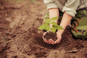 Piantare alberi